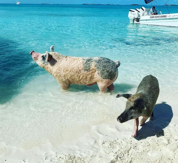 Bahamas grise